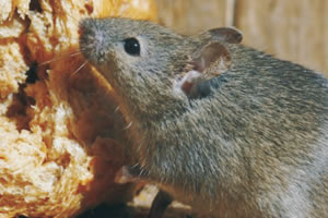 Cómo eliminar ratas y ratones de forma efectiva - Quimsa ITW