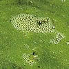 cyanobacterias
