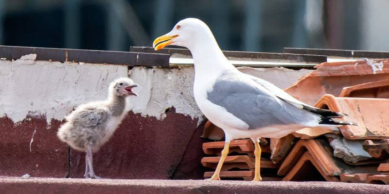 nidos de gaviotas en edificios