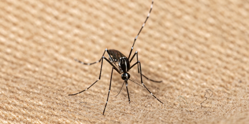 control de mosquitos