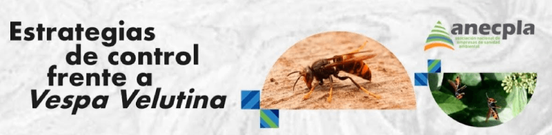 vespa velutina jornada anecpla