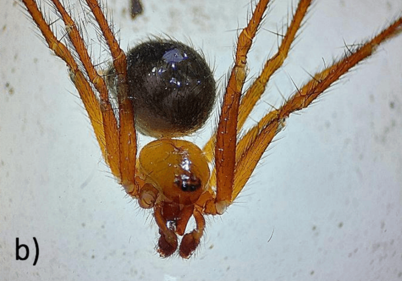 N. rufipes arañas