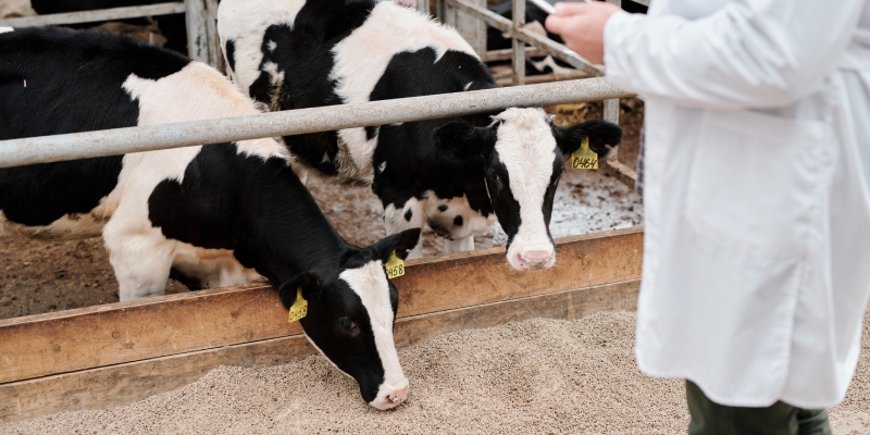 enfermedades transmitidas por vectores