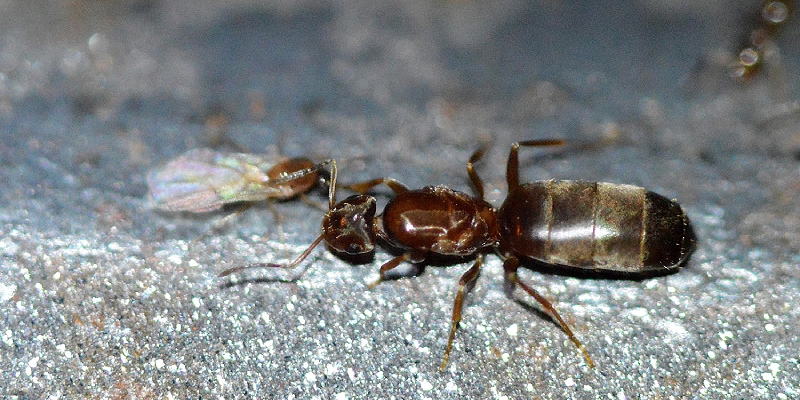 hormiga Brachymyrmex patagonicus