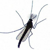 anopheles maculipennis