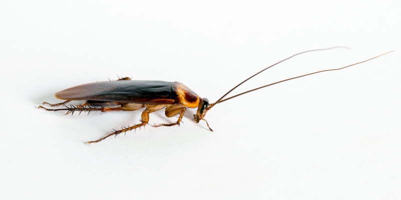 control de cucarachas