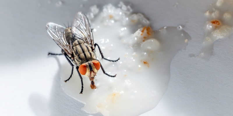 trampas de feromonas