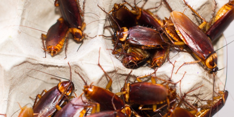 cucarachas, alergenos y endotoxinas