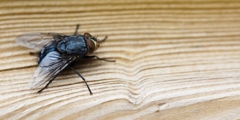 muscalure para el control de moscas