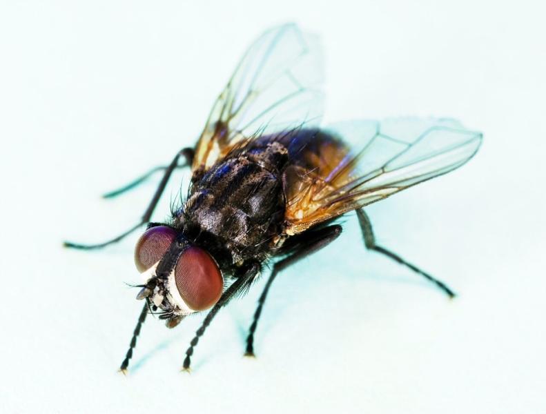 insectocaptores