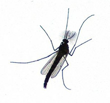 anopheles maculipennis