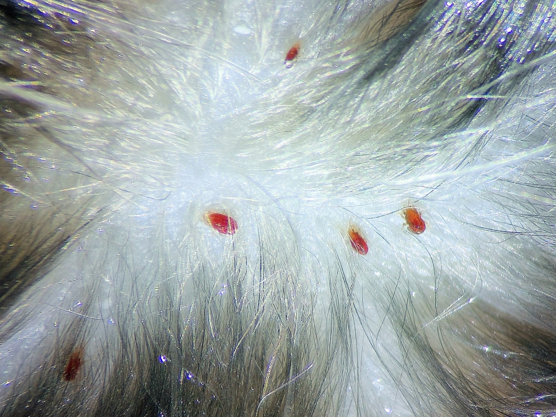 El ácaro de las ratas