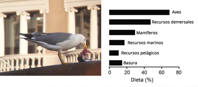 Gaviotas en Barcelona, un ave plaga con potencial zoonótico 
