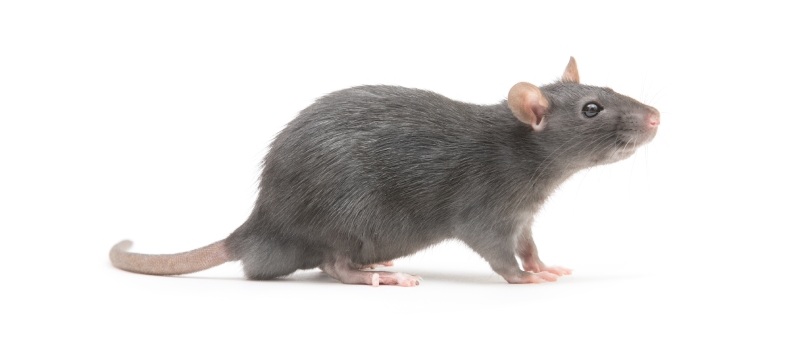 resistencia a los rodenticidas anticoagulantes