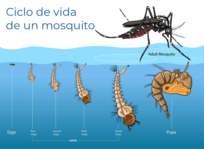 control de mosquitos larvicida Bacillus thuringiensis