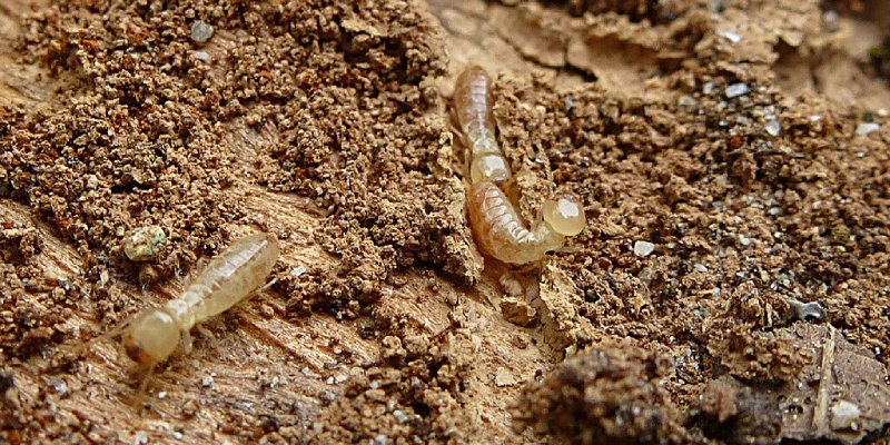 termitas de la madera seca