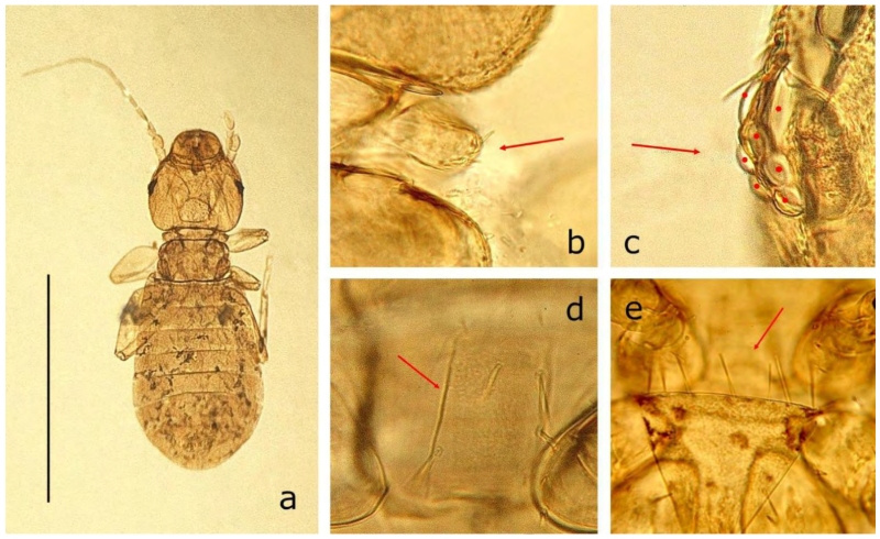 psócidos en interiores