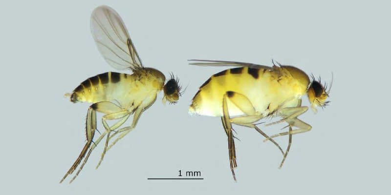 mosca Megaselia spiracularis en España