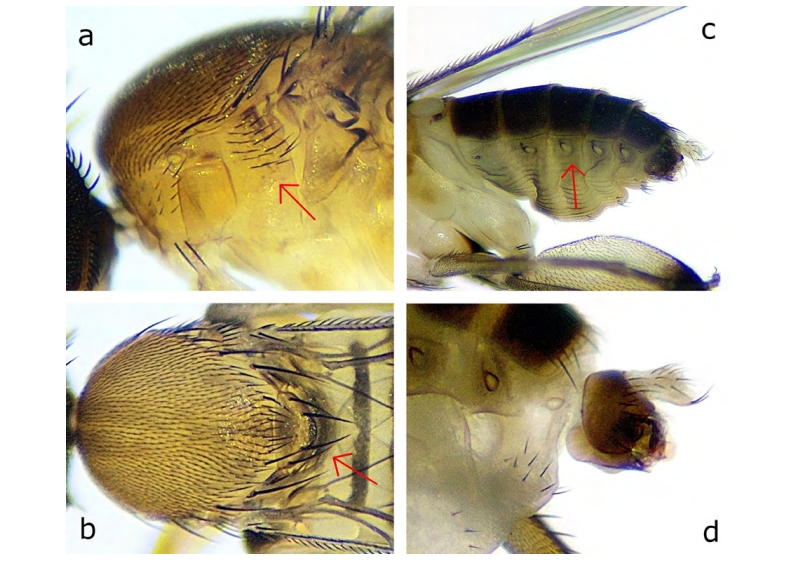 mosca Megaselia spiracularis en España