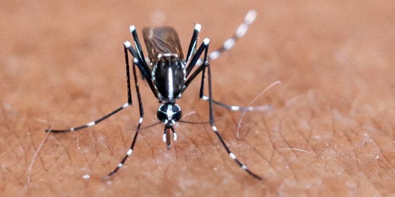 control de mosquitos