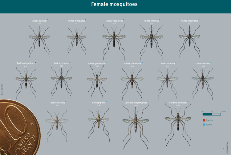 mosquitos invasores