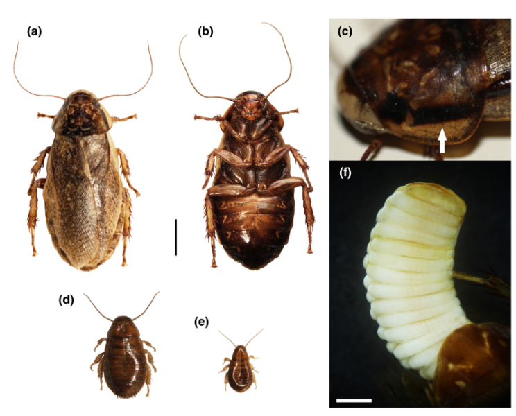 cucaracha langosta