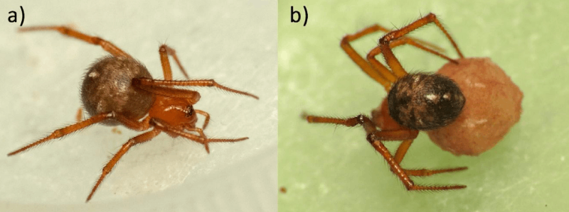 arañas nesticodes rufipes