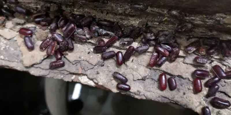cucaracha oriental Carlos Pradera