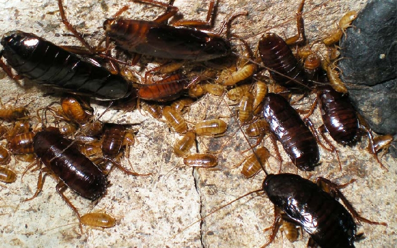 cucaracha oriental Carlos Pradera