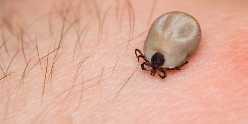 enfermedades transmitidas por garrapatas