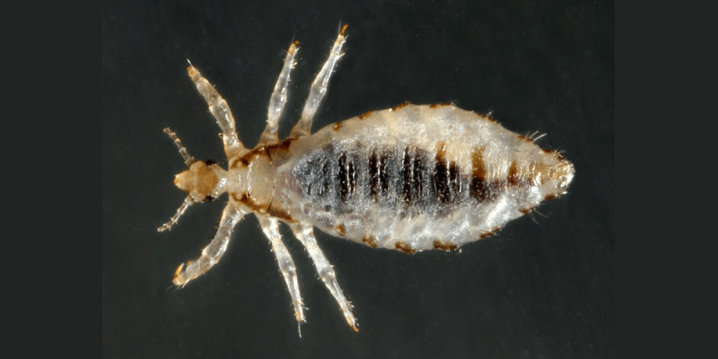 PRL frente a mosquitos, piojos y garrapatas