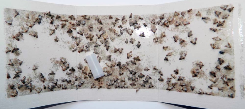 feromonas para el control de plagas