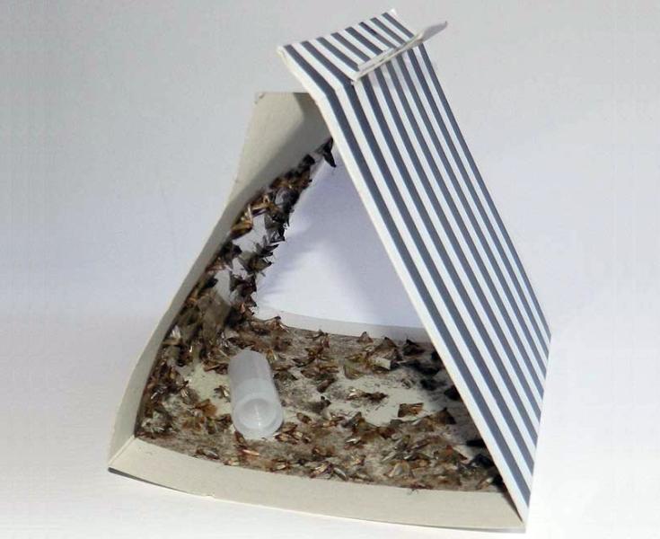 feromonas para el control de plagas