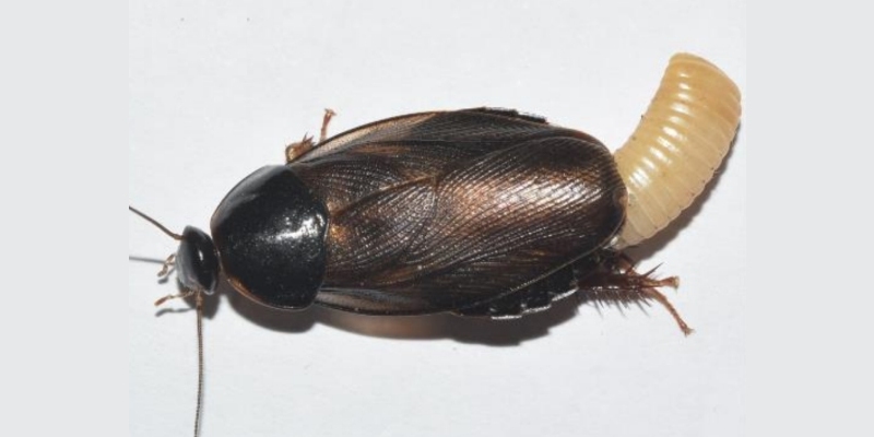 cucaracha de surinam 
