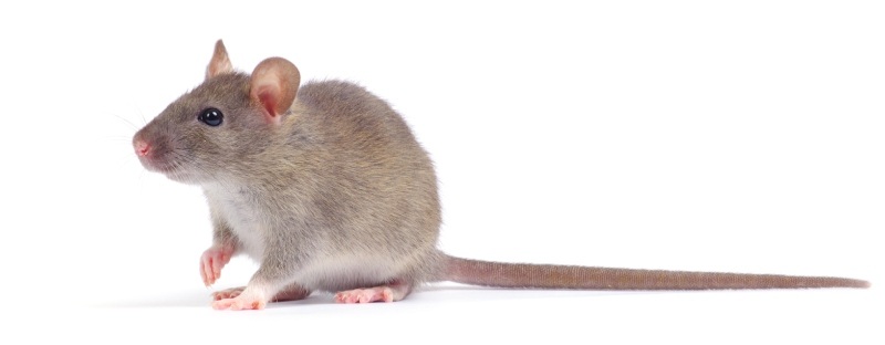 rodenticidas anticoagulantes