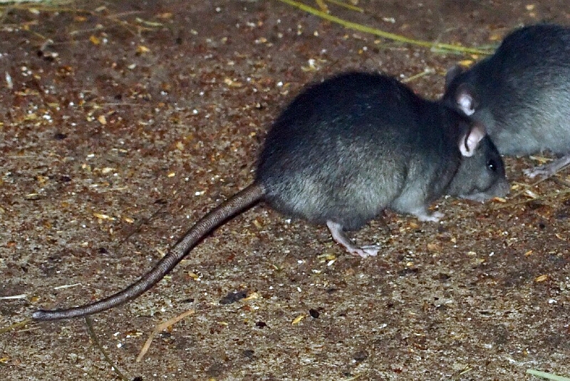 rata negra