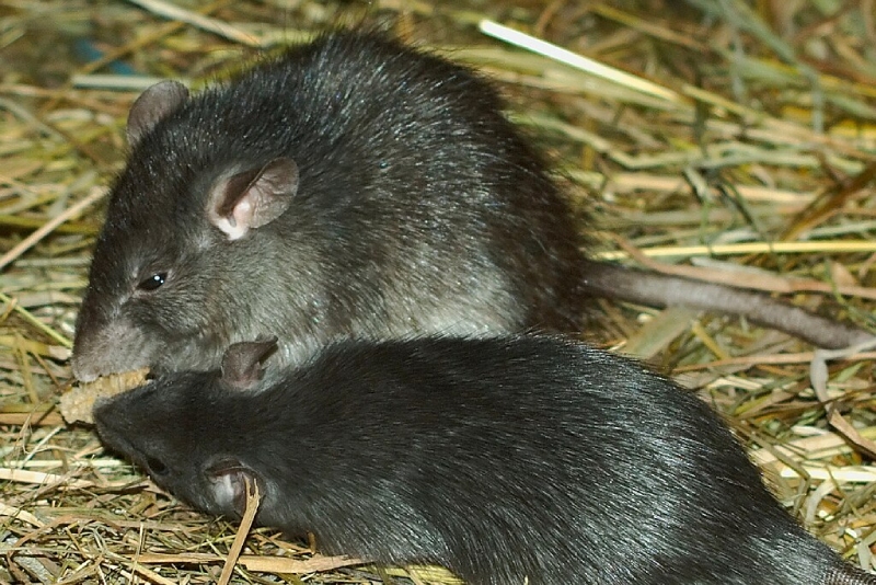 rata negra