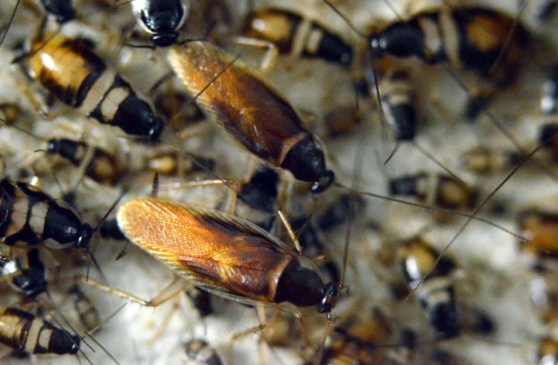 cucaracha de banda marrón cebos