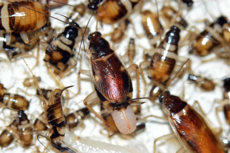 cucaracha de banda marrón cebos