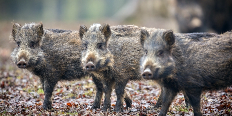 peste porcina africana
