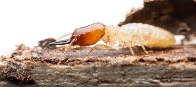 protectores de la madera