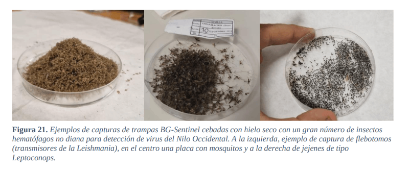 virus del nilo occidental