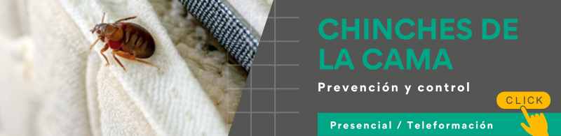 chinches de la cama