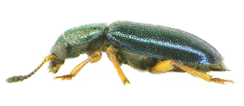 escarabajo del jamon