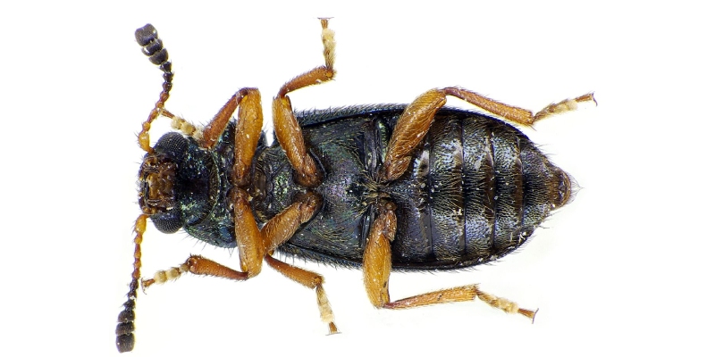 escarabajo del jamon