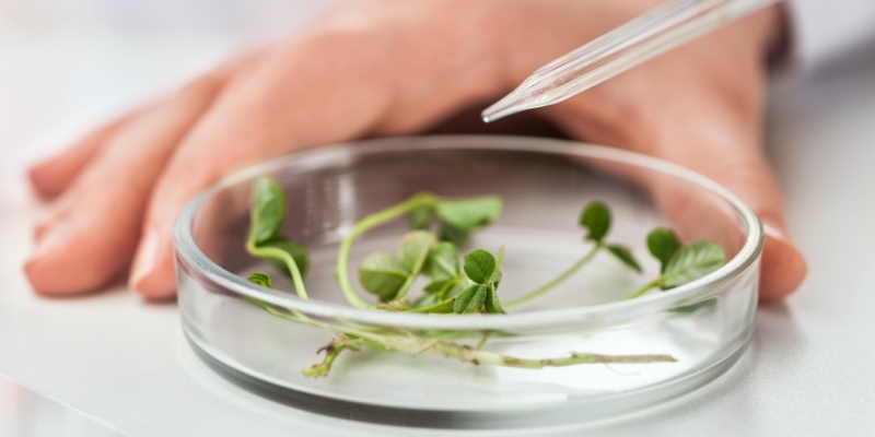 residuos de plaguicidas en alimentos