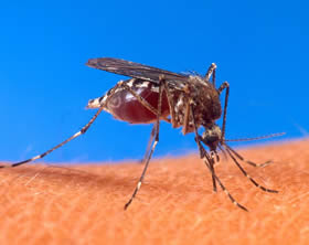 Mosquito de la fiebre amarilla
