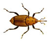 Escarabajo rojo picudo