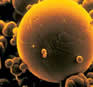 nanoparticula
