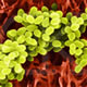 staphylococcus-aureus